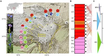 Population genomics reveal deep divergence and strong geographical structure in gentians in the Hengduan Mountains